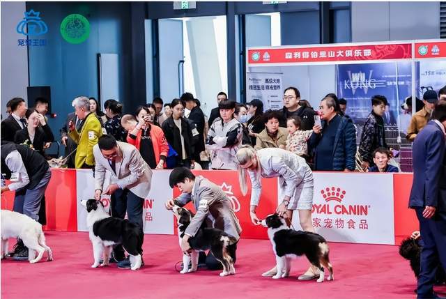 萌宠狂欢!宠爱王国2024CKU®年度派对在廊坊临空国际会展中心开幕(图1)