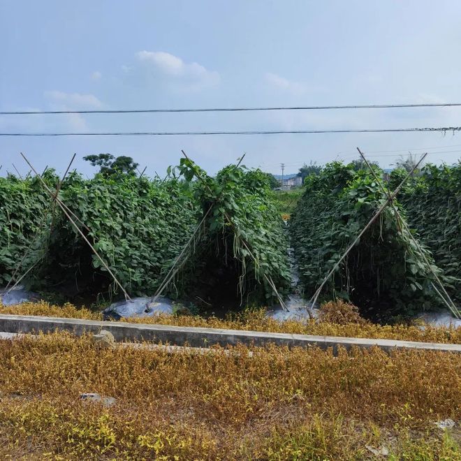 人与自然气候变化城乡食农种植丰年庆2024展览一览(图1)