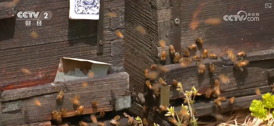 kaiyun入口：好“蜂”景蜜香飘海外！蜂产品外贸版图扩大出口强劲(图3)