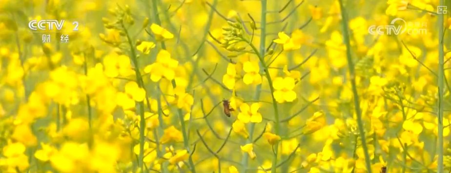 kaiyun入口：好“蜂”景蜜香飘海外！蜂产品外贸版图扩大出口强劲(图4)