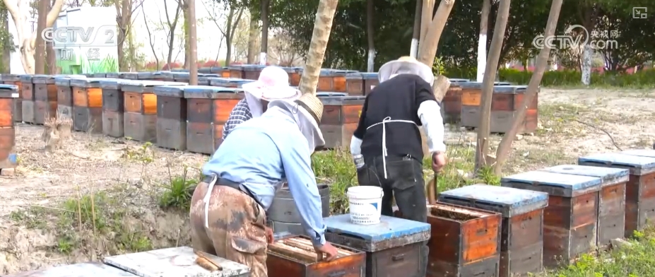 kaiyun入口：好“蜂”景蜜香飘海外！蜂产品外贸版图扩大出口强劲(图5)