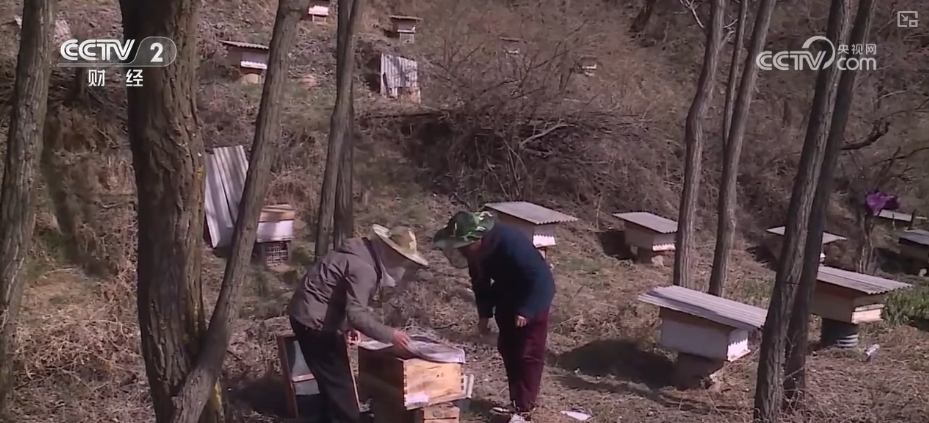 kaiyun入口：好“蜂”景蜜香飘海外！蜂产品外贸版图扩大出口强劲(图15)