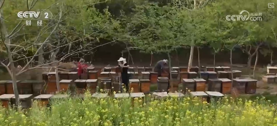 kaiyun入口：好“蜂”景蜜香飘海外！蜂产品外贸版图扩大出口强劲(图16)