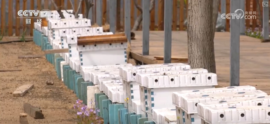 kaiyun入口：好“蜂”景蜜香飘海外！蜂产品外贸版图扩大出口强劲(图10)