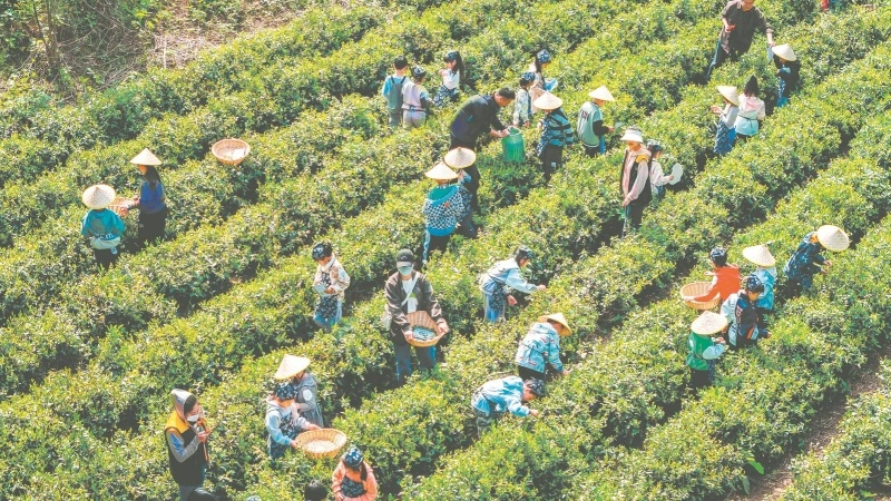 kaiyun入口：徽茶产业升级之道(图1)