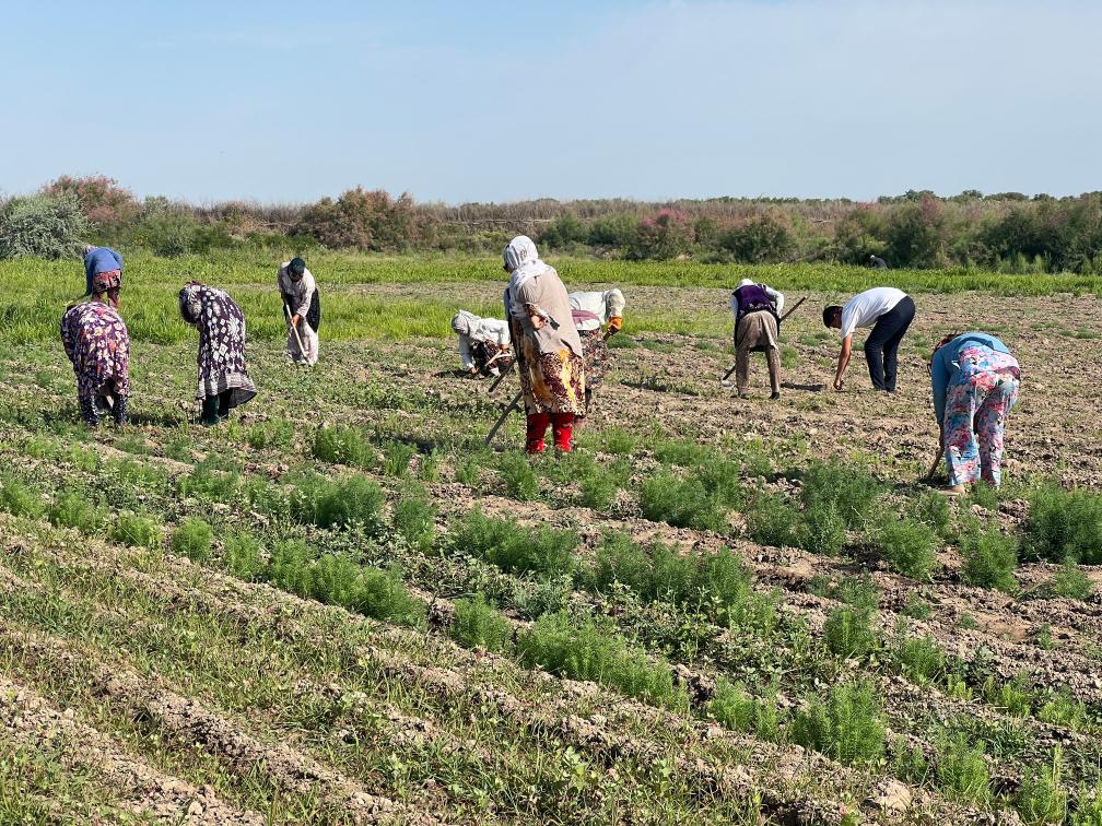 kaiyun入口：绿色新风拂丝路——中国中亚书写绿色发展新篇章(图2)