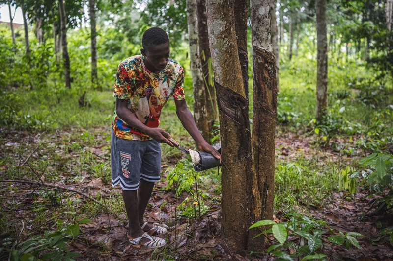 中非携手万里同风——写在第四届中非经贸博览会开幕之际(图10)