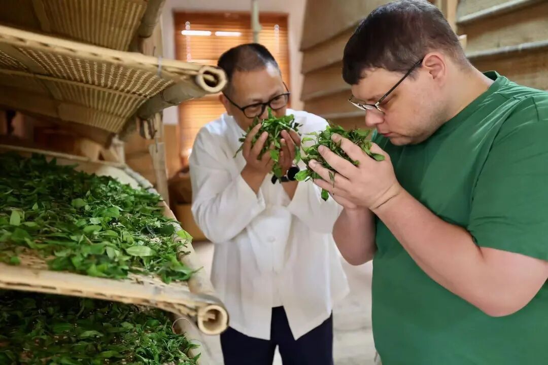 闽人智慧丨一杯坦洋工夫里的醇厚牵挂与富民产业(图5)