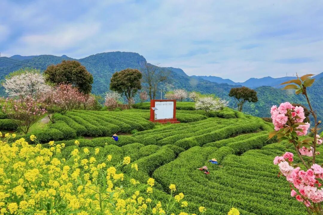 闽人智慧丨一杯坦洋工夫里的醇厚牵挂与富民产业(图7)