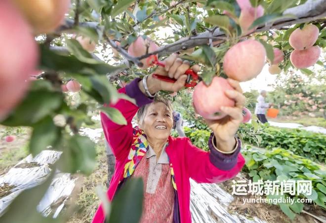 kaiyun入口：平陆：山果果“链”出“金串串”(图1)