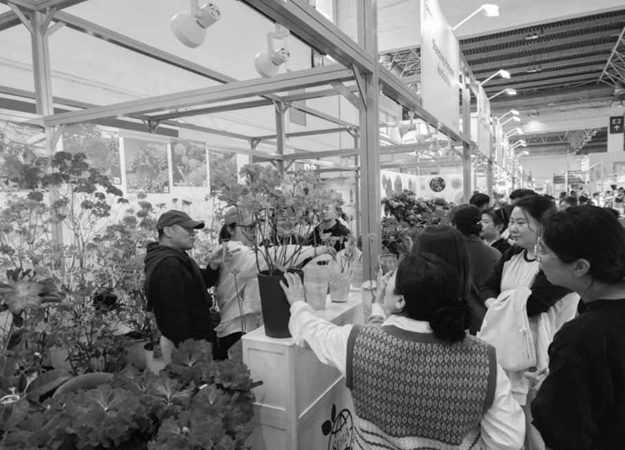 kaiyun网站：近300个新优品种亮相花卉展(图1)