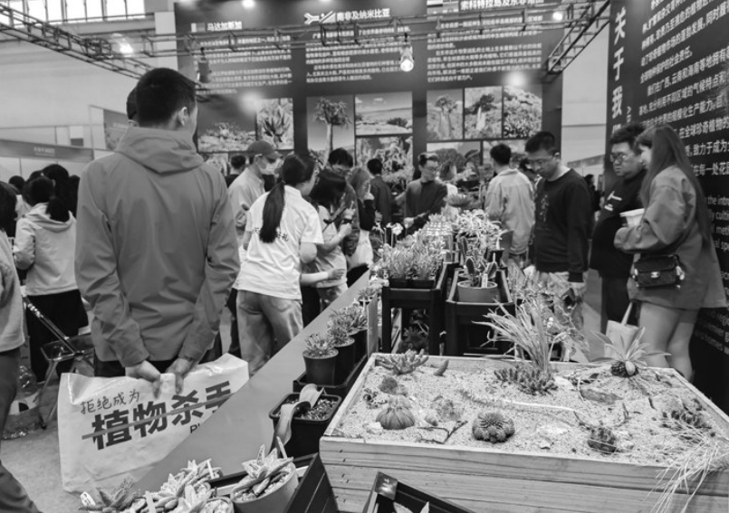 kaiyun网站：近300个新优品种亮相花卉展(图3)